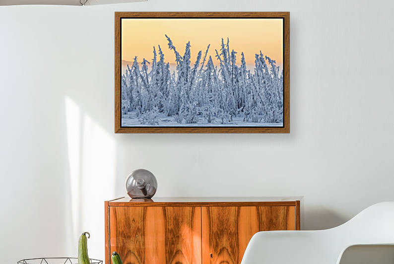 Hoarfrost covers black spruce trees as ground fog and dusk descend on Palmer Hay Flats in South-central Alaska in winter; Alaska, United States of America by PacificStock