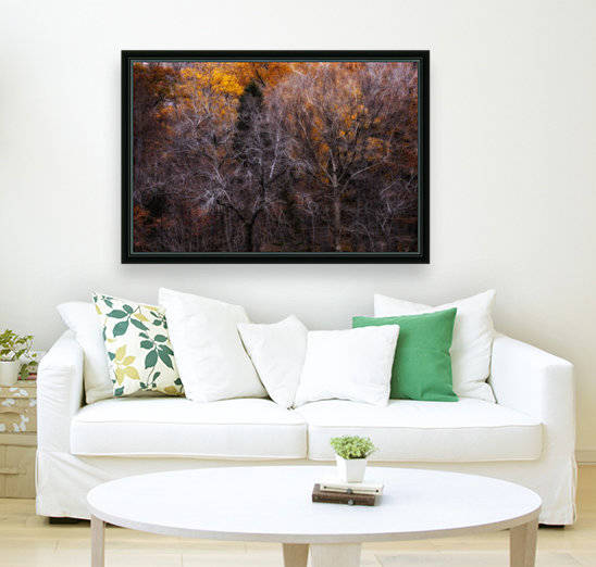 Forest in early November; Bedford, Nova Scotia, Canada by PacificStock