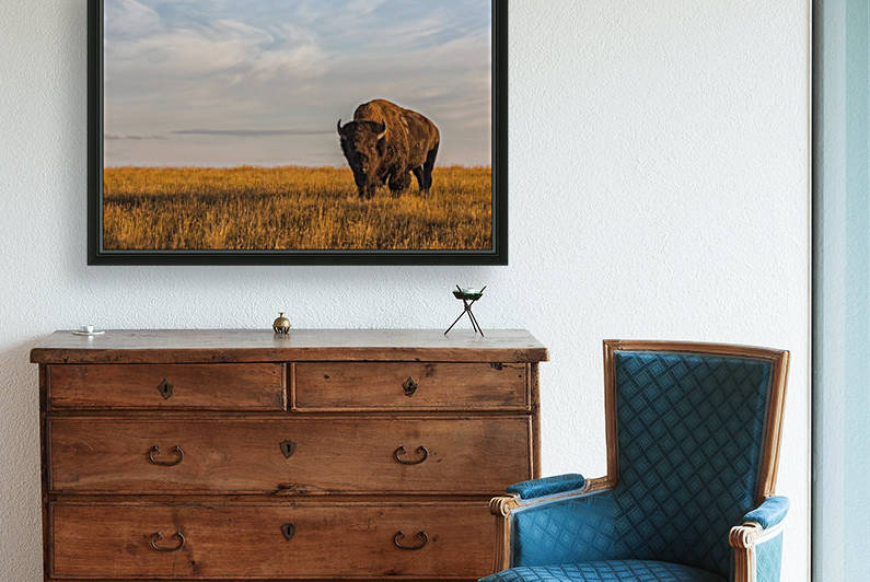 Bison (bison bison), Grasslands National Park; Saskatchewan, Canada by PacificStock