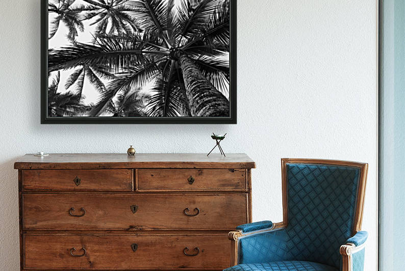 Low angle view of coconut palm trees in black and white; Honolulu, Oahu, Hawaii, United States of America by PacificStock