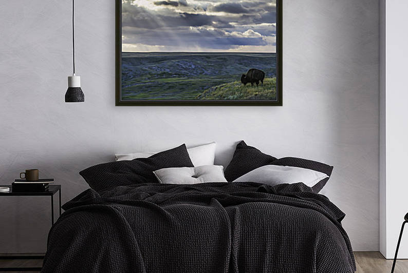 A lone bison (bison bison) grazes on the buttes of Grasslands National Park; Saskatchewan, Canada by PacificStock