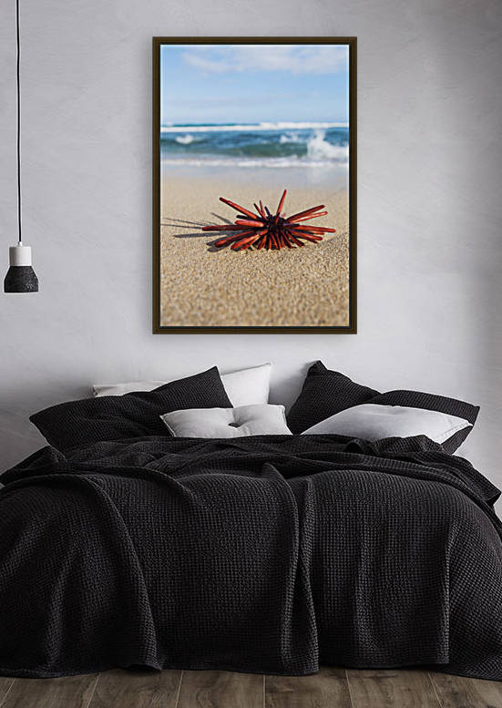 A Red Slate Pencil Urchin (Heterocentrotus Mamillatus) sounds on the sand at the beach; Honolulu, Oahu, Hawaii, United States of America by PacificStock