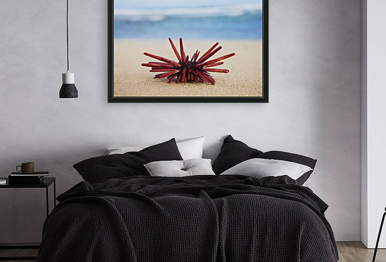 A Red Slate Pencil Urchin (Heterocentrotus Mamillatus) sounds on the sand at the beach; Honolulu, Oahu, Hawaii, United States of America by PacificStock