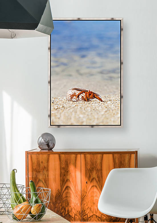 A Hawaiian sea creature, Halloween Hermit Crab (Ciliopagurus strigatus) on the sandy beach; Honolulu, Oahu, Hawaii, United States of America by PacificStock