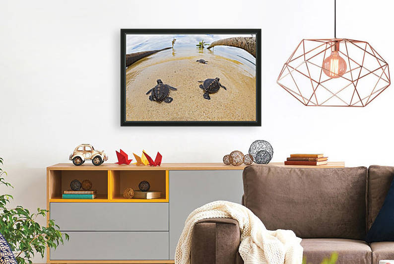 Three newly hatched baby green sea turtles (Chelonia mydas), an endangered species, makes thier way across the beach to the ocean off the island of Yap; Yap, Micronesia by PacificStock