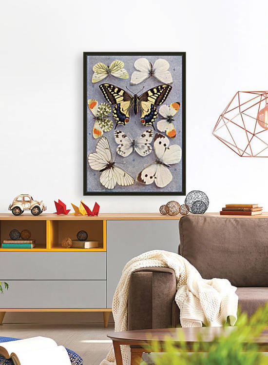 Different types of butterflies. Illustration by W.S.Furneaux. From the book Butterflies, Moths and Other Insects and Creatures of the Countryside. Published 1927. by PacificStock