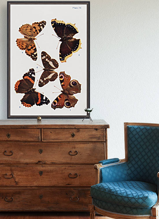 Different types of butterflies. Illustration by W.S.Furneaux. From the book Butterflies, Moths and Other Insects and Creatures of the Countryside. Published 1927. by PacificStock