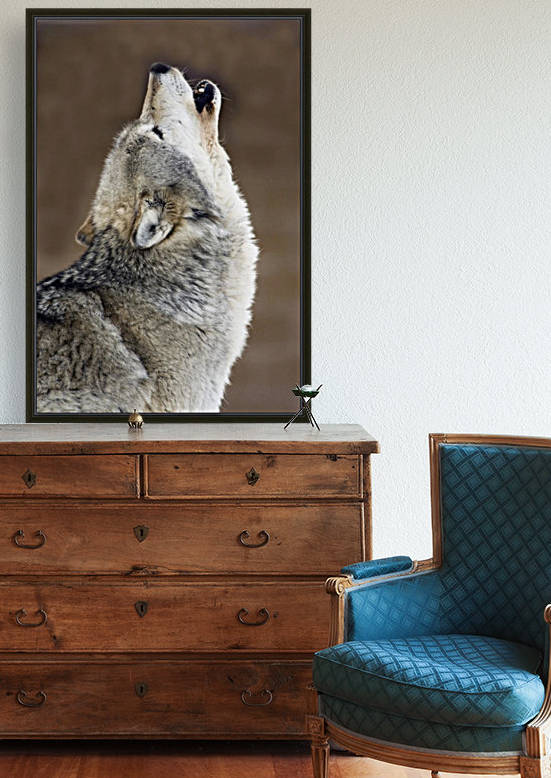 Captive Gray Wolf Howling by PacificStock