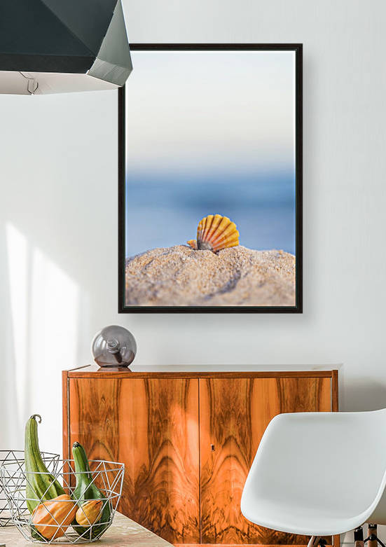 A rare rainbow color Hawaiian Sunrise Scallop Seashell, also known as Pecten Langfordi, in the sand at the beach at sunrise; Honolulu, Oahu Hawaii, United States of America by PacificStock