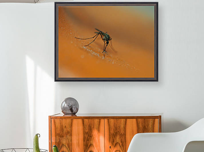 Mosquito! by GSPhoto