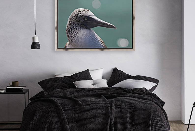 Ecuador, Galapagos Islands, Detail shot of a blue footed booby (Sula nebouxii excisa). by PacificStock