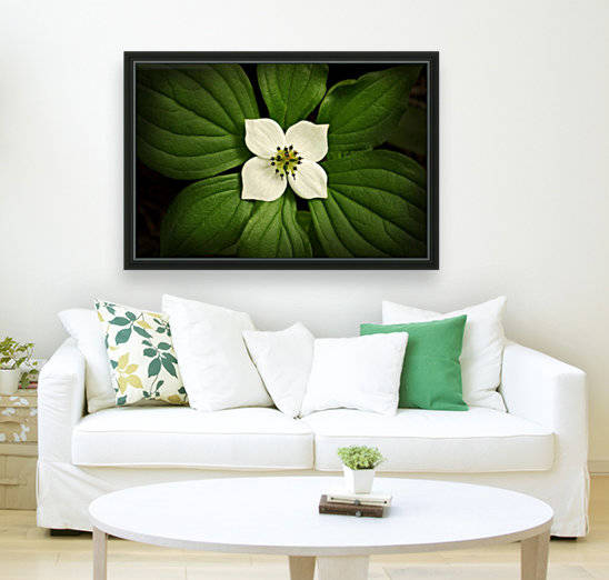 Close-Up Dwarf Dogwood Flower In Full Bloom, Alaska by PacificStock