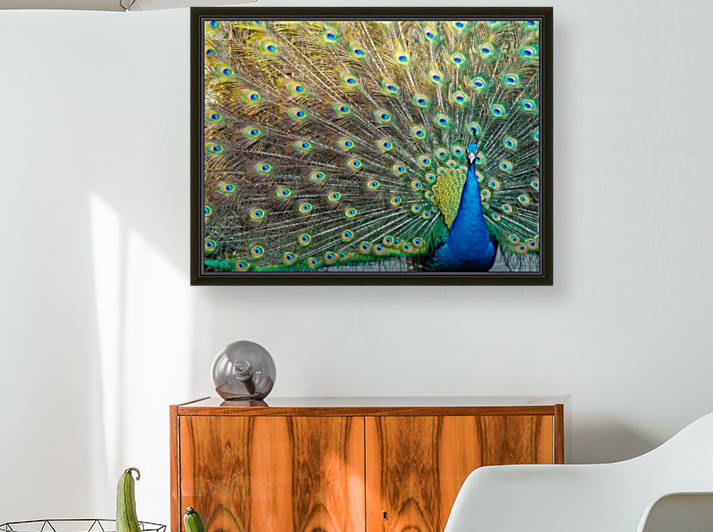 Peacock Feathers Full Frame by Melody Rossi