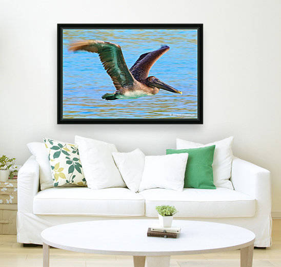 Trunk Bay Pelican by T Franklin Photography