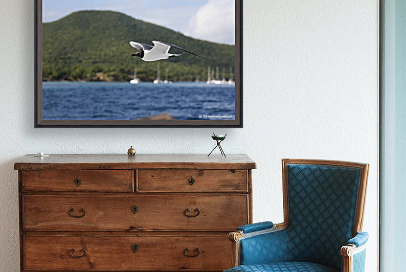 Laughing Tern in Flight by T Franklin Photography
