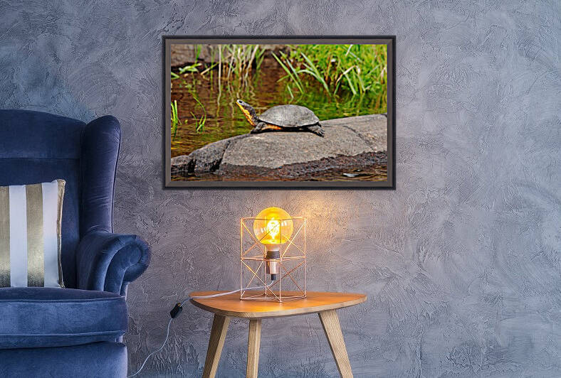 Basking Blandings Turtle by Deb Oppermann