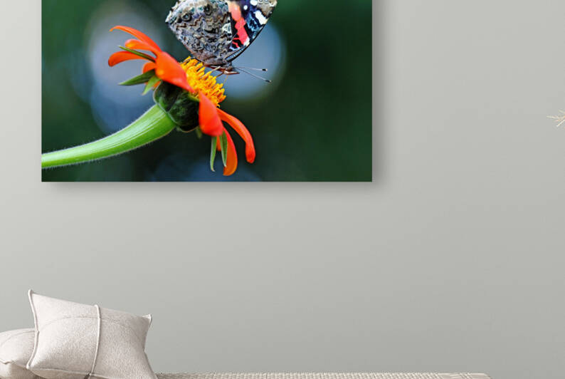 Red Admiral In The Spotlight by Deb Oppermann