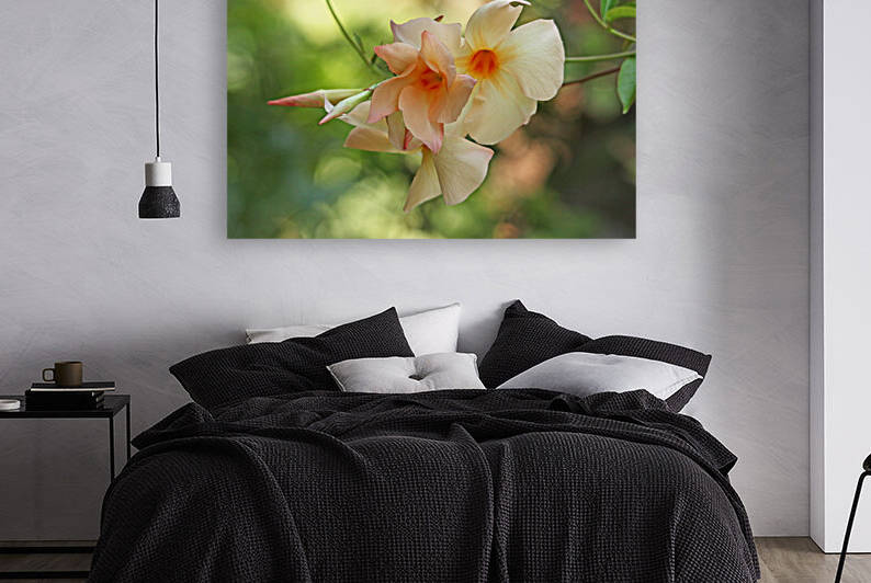 Apricot Mandevilla by Deb Oppermann