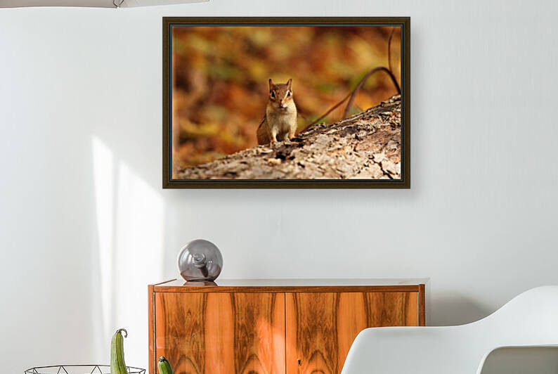 Chipmunk In Autumn by Deb Oppermann