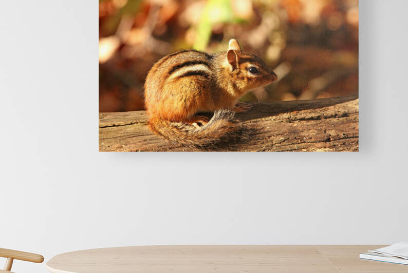 Fall Chippie by Deb Oppermann