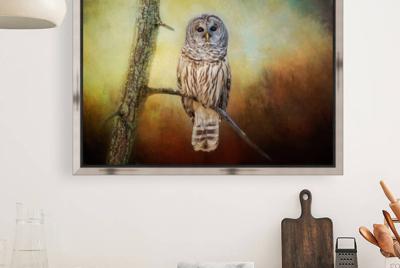 Barred Owl at sunrise with Textures by Michel Soucy