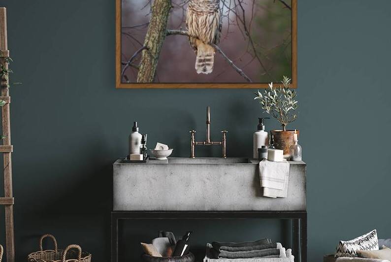 Barred Owl at sunrise. by Michel Soucy