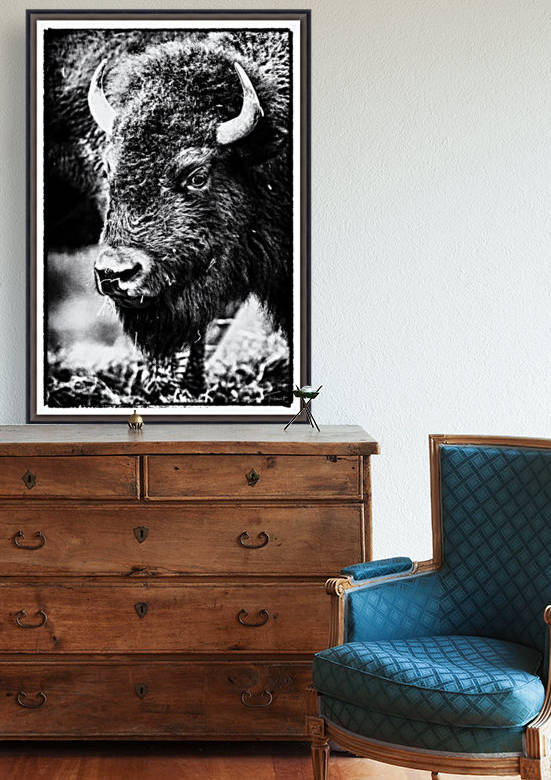 Bison by Sophie Thibault