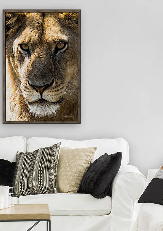 Gros minou by Sophie Thibault