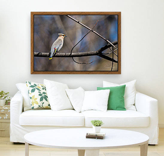 Jaseur boréal by Sophie Thibault