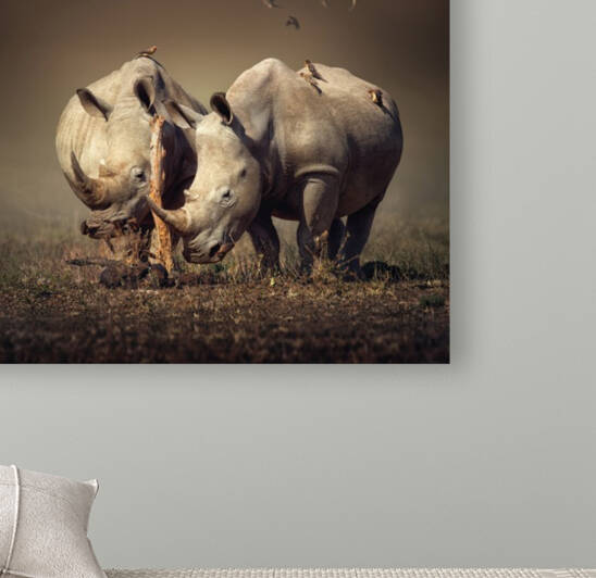 Two Rhinoceros with birds by Johan Swanepoel