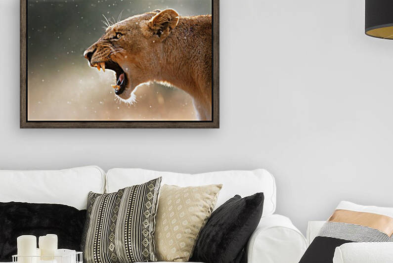 Lioness in the rain by Johan Swanepoel