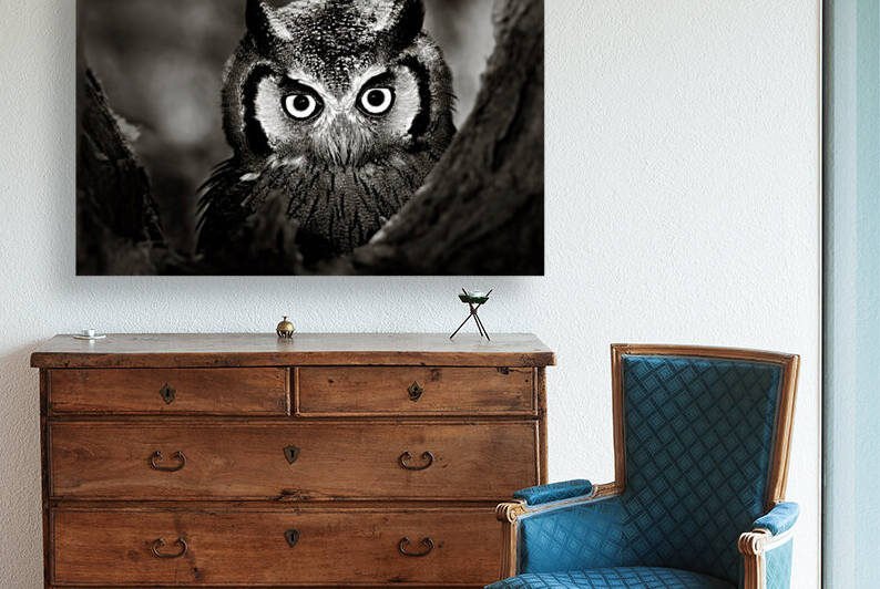 Whitefaced Owl close-up by Johan Swanepoel