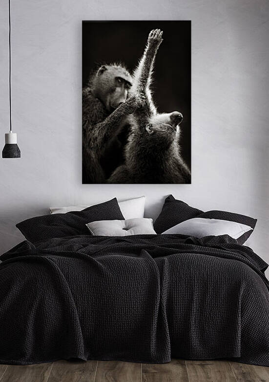 Chacma Baboons Grooming by Johan Swanepoel