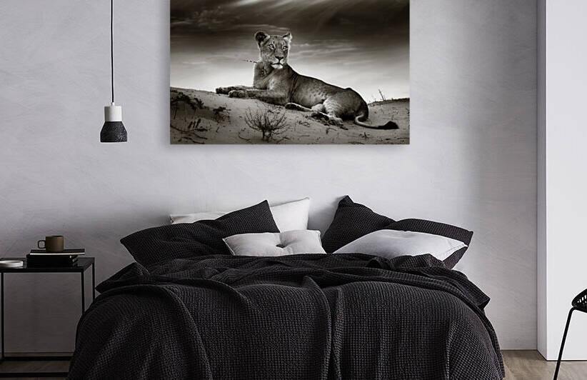 Lioness on desert dune by Johan Swanepoel