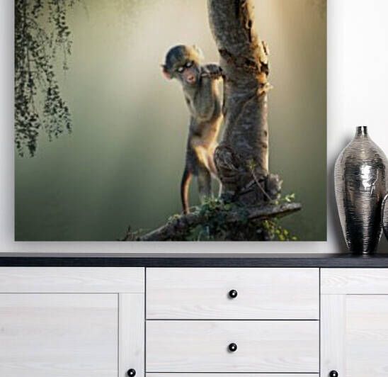 Baby Baboon in tree by Johan Swanepoel