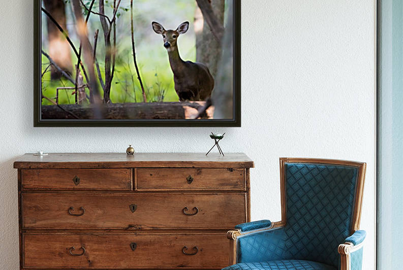 Cerf de Virginie by Sophie Thibault