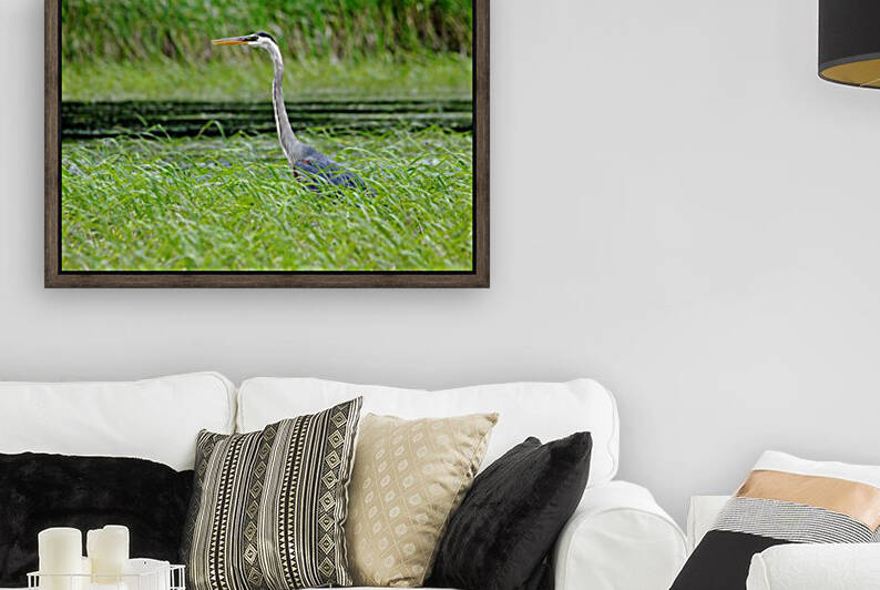 Great Blue Heron by Deb Oppermann