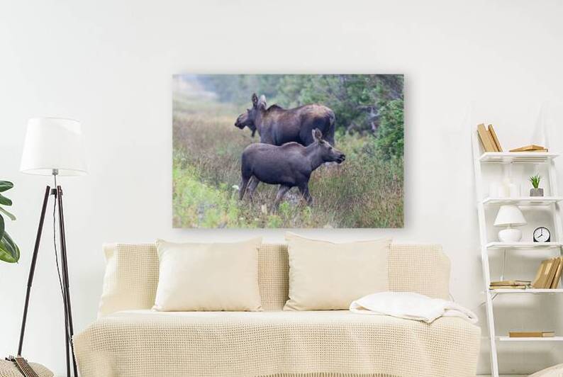 Mom and Calf Moose by Michel Soucy