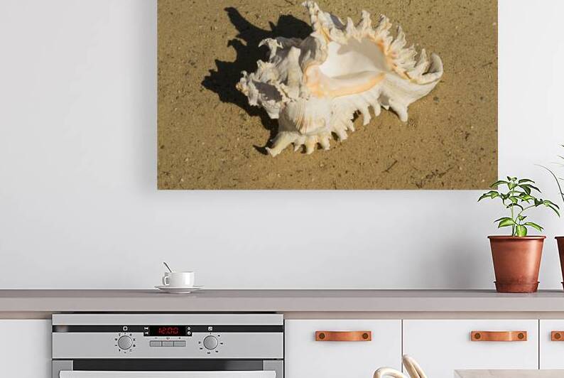 Murex Ramosun Rams Horn Shell by Frank Wilson