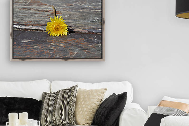 pétales1  by khalil merabet