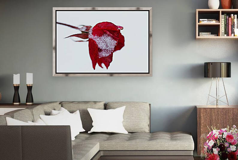 Winter Rose by Deb Oppermann