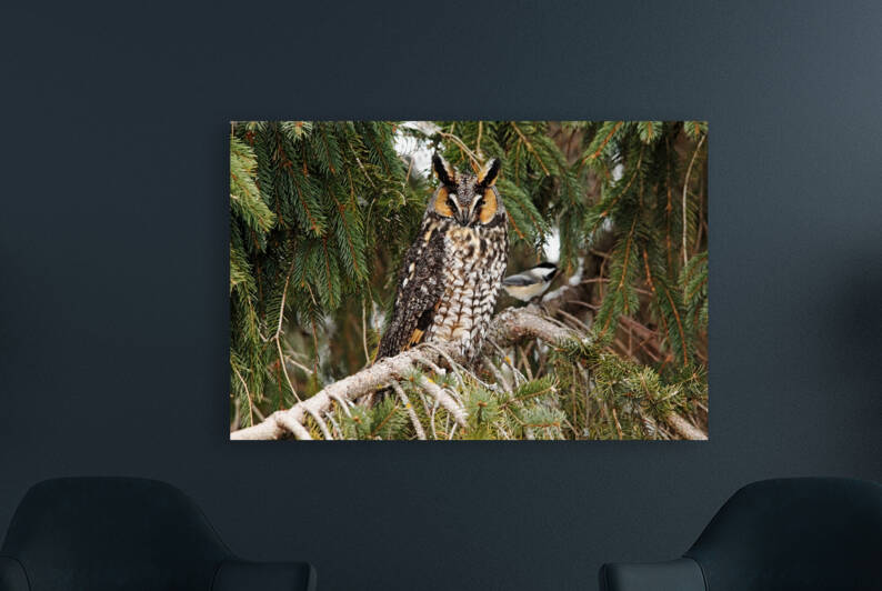 Brave Chickadee by Deb Oppermann