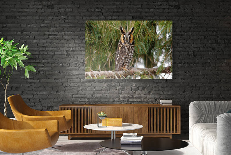 Long Eared Owl by Deb Oppermann