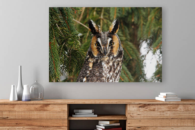 Stare Down by Deb Oppermann