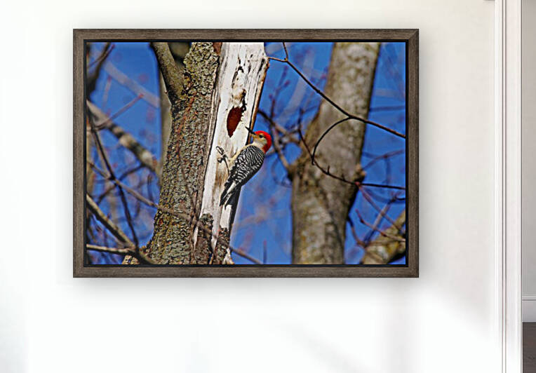 Red Bellied Woodpecker by Deb Oppermann
