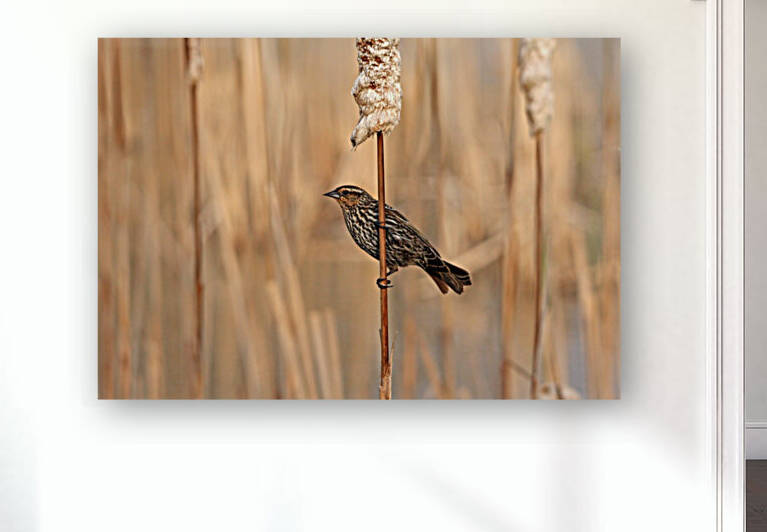 Spring Female Red Winged Blackbird by Deb Oppermann