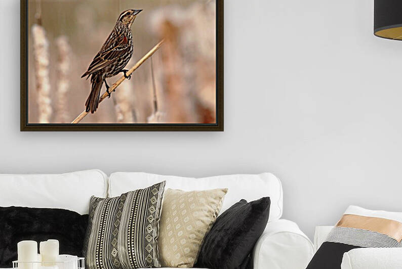 The Queen by Deb Oppermann