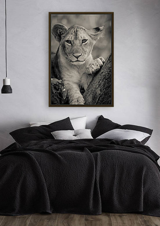 Little Prince by JADUPONT PHOTO