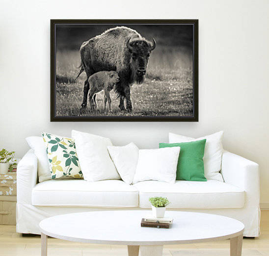 Bison love by JADUPONT PHOTO