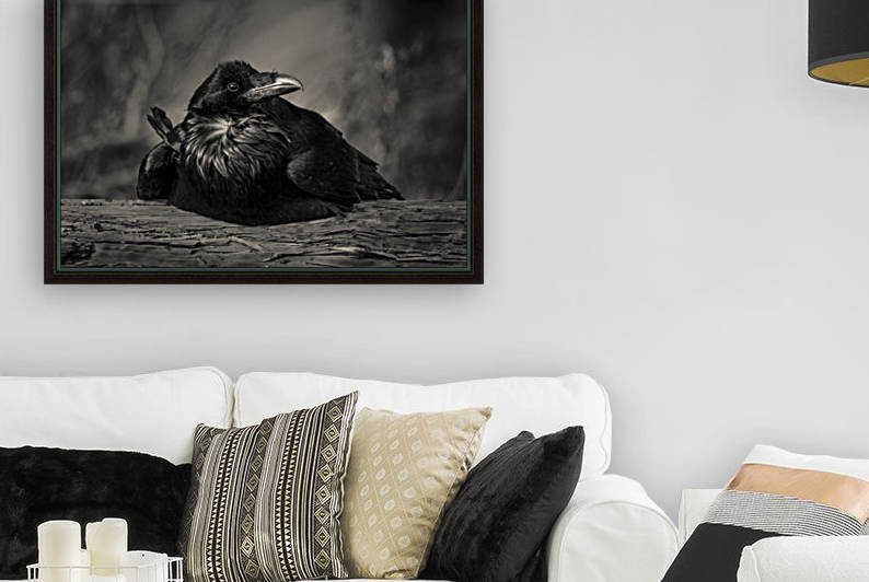 Jabba the Raven by JADUPONT PHOTO